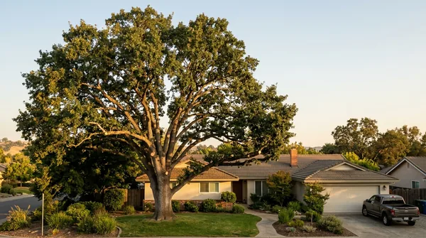 Team Roseville Tree Service in Roseville